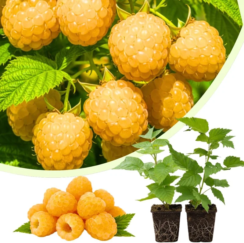 Fall Gold Raspberry Live Plants, Set of 2, 4-6 Inch Tall, Fruit Bearing Shrub - Image 1