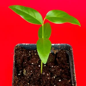 Fingersop Meiogyne cylindrocarpa Live Plant – Red Paipai Fruit Tropical Tree, 2-5'' Tall - Image 10