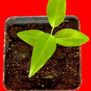 Fingersop Meiogyne cylindrocarpa Live Plant – Red Paipai Fruit Tropical Tree, 2-5'' Tall - Image 2