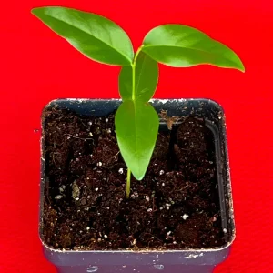 Fingersop Meiogyne cylindrocarpa Live Plant – Red Paipai Fruit Tropical Tree, 2-5'' Tall - Image 4