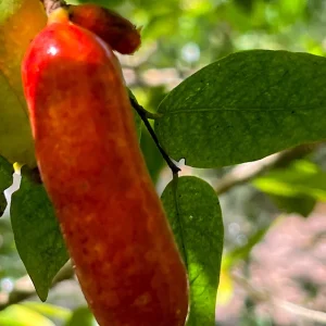 Fingersop Meiogyne cylindrocarpa Live Plant – Red Paipai Fruit Tropical Tree, 2-5'' Tall - Image 6