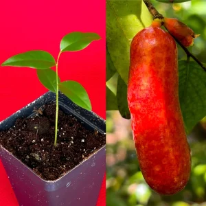 Fingersop Meiogyne cylindrocarpa Live Plant – Red Paipai Fruit Tropical Tree, 2-5'' Tall - Image 1