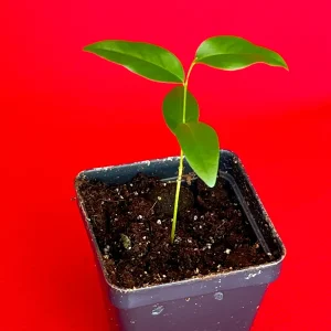 Fingersop Meiogyne cylindrocarpa Live Plant – Red Paipai Fruit Tropical Tree, 2-5'' Tall - Image 8