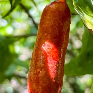 Fingersop Meiogyne cylindrocarpa Live Plant – Red Paipai Fruit Tropical Tree, 2-5'' Tall - Image 9