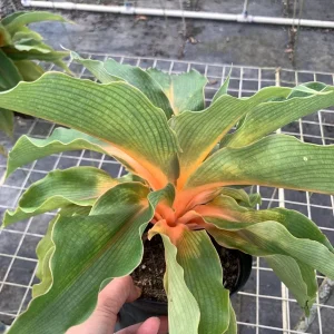 Fire Flash Spider Plant Live Plant – Chlorophytum orchidastrum – 6 inch Pot – Indoor Houseplant - Image 2