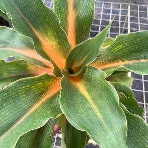 Fire Flash Spider Plant Live Plant – Chlorophytum orchidastrum – 6 inch Pot – Indoor Houseplant - Image 3