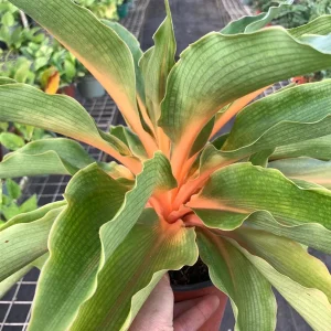 Fire Flash Spider Plant Live Plant – Chlorophytum orchidastrum – 6 inch Pot – Indoor Houseplant - Image 4