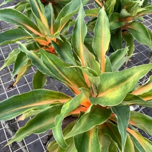 Fire Flash Spider Plant Live Plant – Chlorophytum Orchidastrum – 6 inch Pot – Indoor Houseplant - Image 5