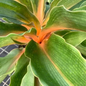 Fire Flash Spider Plant Live Plant – Chlorophytum orchidastrum – 6 inch Pot – Indoor Houseplant - Image 1