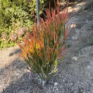 Fire Stick Plant (Euphorbia Tirucalli) Live Cuttings – 6-8 inch, Drought-Resistant Succulent - Image 2