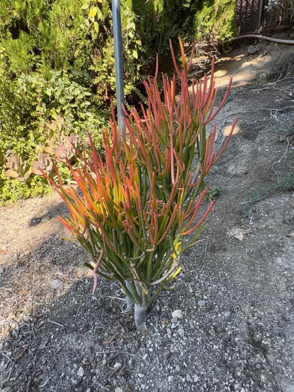 Fire Stick Plant (Euphorbia Tirucalli) Live Cuttings – 6-8 inch, Drought-Resistant Succulent - Image 2