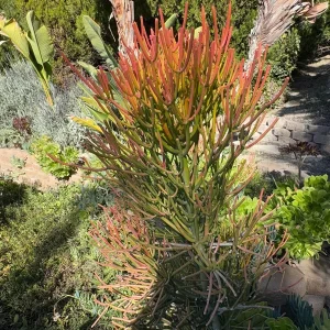 Fire Stick Plant (Euphorbia Tirucalli) Live Cuttings – 6-8 inch, Drought-Resistant Succulent - Image 3