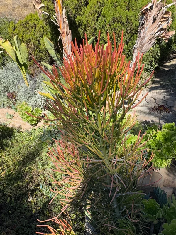 Fire Stick Plant (Euphorbia Tirucalli) Live Cuttings – 6-8 inch, Drought-Resistant Succulent - Image 3