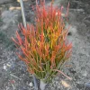 Fire Stick Plant (Euphorbia Tirucalli) Live Cuttings – 6-8 inch, Drought-Resistant Succulent - Image 1