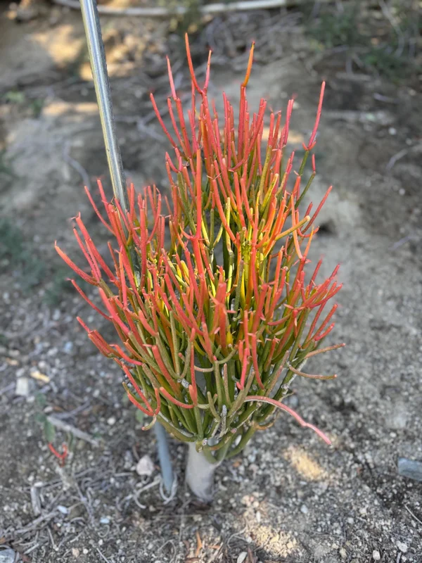 Fire Stick Plant (Euphorbia Tirucalli) Live Cuttings – 6-8 inch, Drought-Resistant Succulent - Image 1