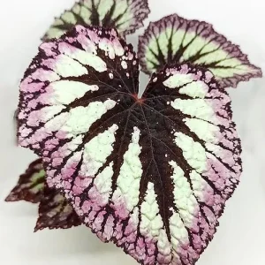 Fire Woman Begonia Live Plant - 2 Rex Begonias, 5-7 Inch Tall, Indoor/Shade - Image 3