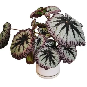 Fire Woman Begonia Live Plant - 2 Rex Begonias, 5-7 Inch Tall, Indoor/Shade - Image 5