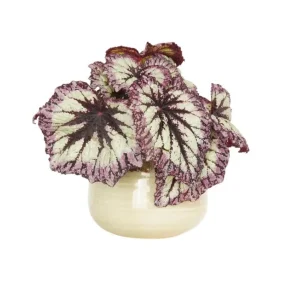 Fire Woman Begonia Live Plant - 2 Rex Begonias, 5-7 Inch Tall, Indoor/Shade - Image 6