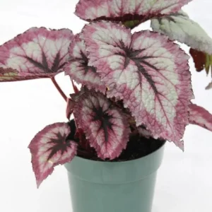 Fire Woman Begonia Live Plant - 2 Rex Begonias, 5-7 Inch Tall, Indoor/Shade - Image 7