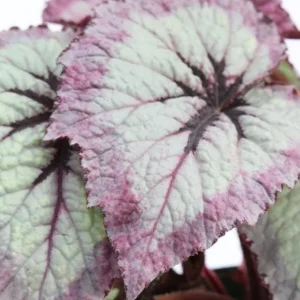 Fire Woman Begonia Live Plant - 2 Rex Begonias, 5-7 Inch Tall, Indoor/Shade - Image 8