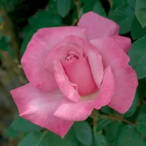 First Prize Rose Cuttings - Set of 6 - 8-10" Long - Hybrid Tea Rose for Propagation - Image 2