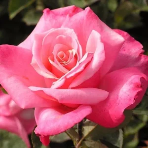 First Prize Rose Cuttings - Set of 6 - 8-10