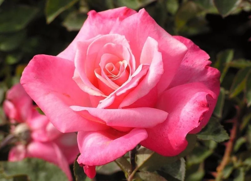 First Prize Rose Cuttings - Set of 6 - 8-10" Long - Hybrid Tea Rose for Propagation - Image 3