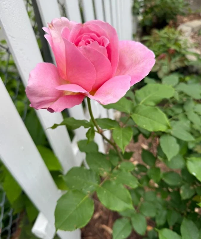 First Prize Rose Cuttings - Set of 6 - 8-10" Long - Hybrid Tea Rose for Propagation - Image 4