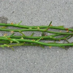 First Prize Rose Cuttings - Set of 6 - 8-10