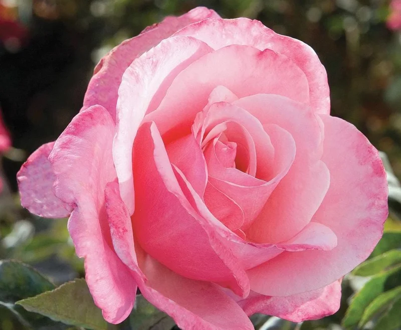 First Prize Rose Cuttings - Set of 6 - 8-10" Long - Hybrid Tea Rose for Propagation - Image 1