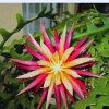 Fishbone Cactus Live Plant - 6 Inches Tall Houseplant for Hanging Baskets - Image 1