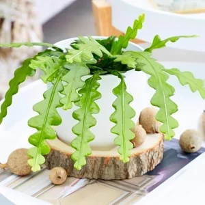 Fishbone Cactus Live Plant - Epiphyllum Anguliger, 2 Inch Pot, Indoor/Outdoor - Image 1