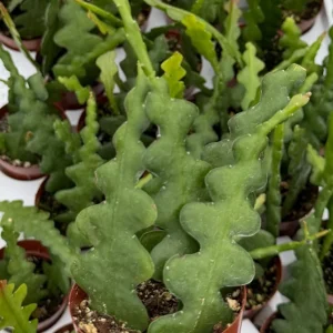 Fishbone Cactus Live Plant – Zig Zag Orchid Cactus Houseplant in 2.5 inch Pot - Image 3