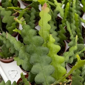 Fishbone Cactus Live Plant – Zig Zag Orchid Cactus Houseplant in 2.5 inch Pot - Image 4