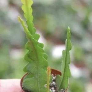 Fishbone Cactus Live Plant – Zig Zag Orchid Cactus Houseplant in 2.5 inch Pot - Image 1