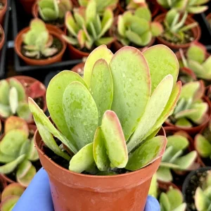 Flapjack Succulent Live Plant 4 inch Kalanchoe Luciae Paddle Plant Indoor - Image 3