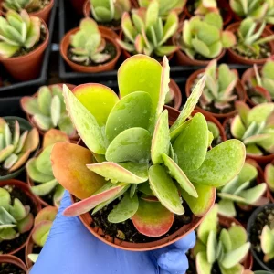 Flapjack Succulent Live Plant 4 inch Kalanchoe Luciae Paddle Plant Indoor - Image 4