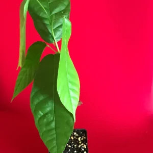 Forastero Cocoa Tree Live Plant - Theobroma Cacao Seedling, 10-13 inch, Potted - Image 2