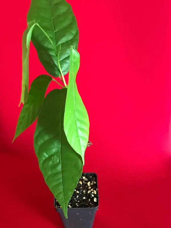 Forastero Cocoa Tree Live Plant - Theobroma Cacao Seedling, 10-13 inch, Potted - Image 2