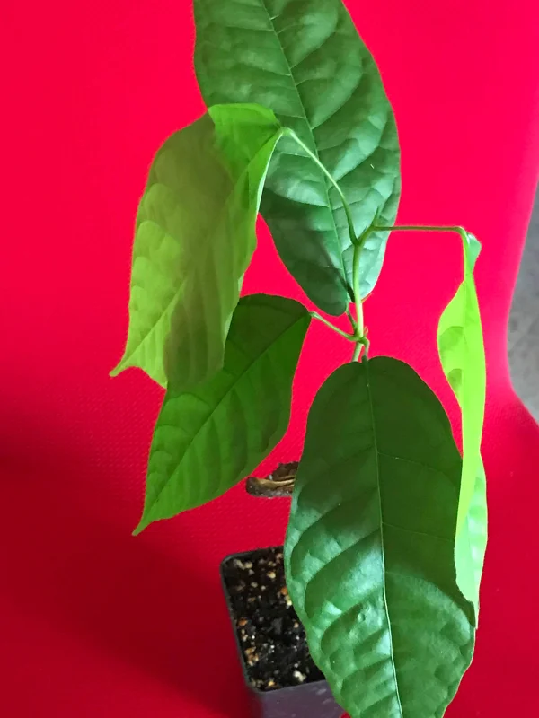 Forastero Cocoa Tree Live Plant - Theobroma Cacao Seedling, 10-13 inch, Potted - Image 4
