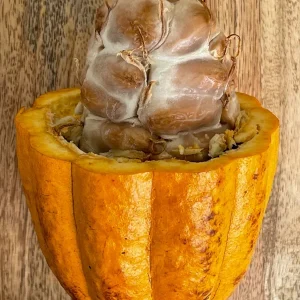 Forastero Cocoa Tree Live Plant - Theobroma Cacao Seedling, 10-13 inch, Potted - Image 5