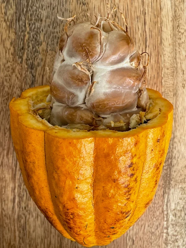 Forastero Cocoa Tree Live Plant - Theobroma Cacao Seedling, 10-13 inch, Potted - Image 5