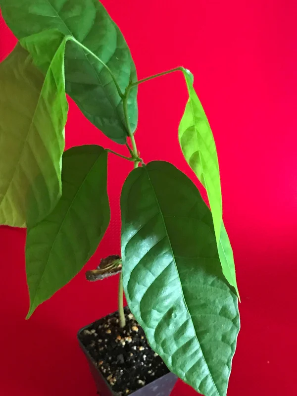 Forastero Cocoa Tree Live Plant - Theobroma Cacao Seedling, 10-13 inch, Potted - Image 6
