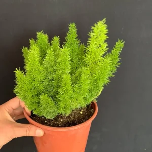 Foxtail Fern Live Plant - 6 inch Pot | Asparagus densiflorus Indoor/Outdoor - Image 2