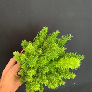 Foxtail Fern Live Plant - 6 inch Pot | Asparagus densiflorus Indoor/Outdoor - Image 3