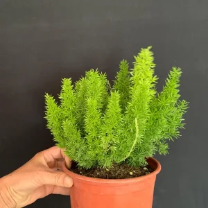 Foxtail Fern Live Plant - 6 inch Pot | Asparagus densiflorus Indoor/Outdoor - Image 5