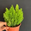 Foxtail Fern Live Plant - 6 inch Pot | Asparagus densiflorus Indoor/Outdoor - Image 1
