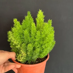 Foxtail Fern Live Plant - 6 inch Pot | Asparagus densiflorus Indoor/Outdoor - Image 1