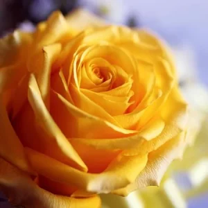 Fragrant Gold Yellow Rose Bush Live Plant, Bare Root, 5-10 Inches Tall, Climbing Type - Image 6