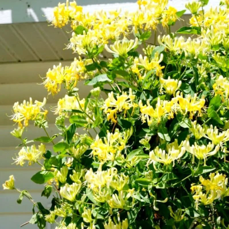 Fragrant Honeysuckle Live Plant - 2.5" Pot Lonicera Vine for Outdoor - Image 2